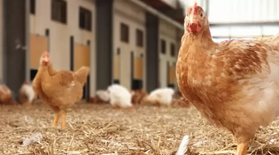 De 5 sterren kip in de hoofdrol tijdens ons lesthema gevogelte
